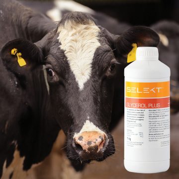 SELEKT Glycerol Plus bottle with cow