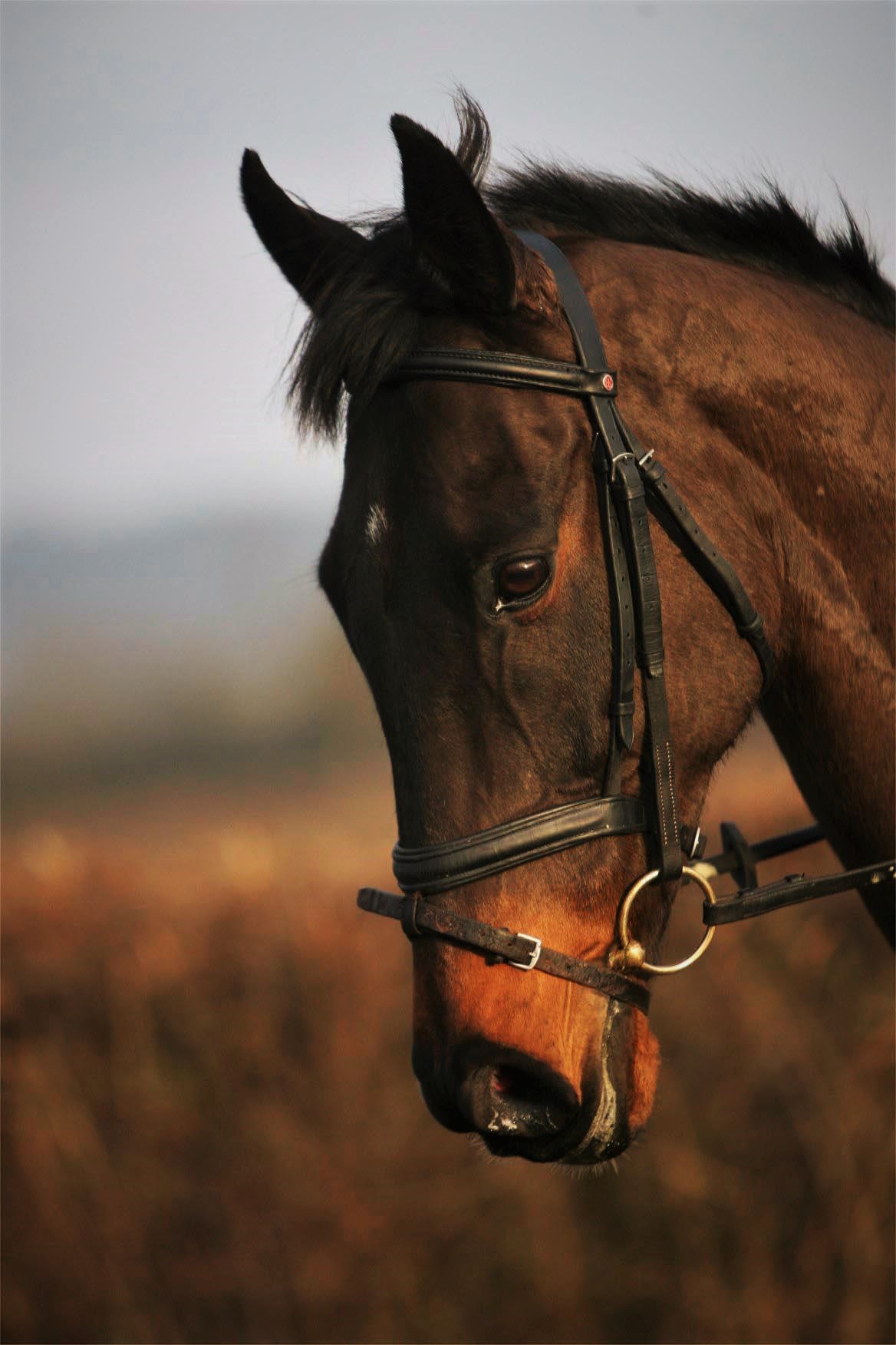 De SELEKT Equine kit-Hoofd paard